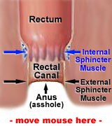 Rectal Canal