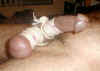 pup_cbt1.jpg (34768 bytes)