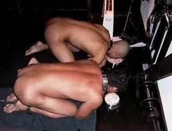 dog15