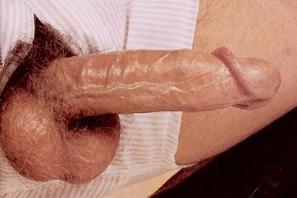 cock92.jpg