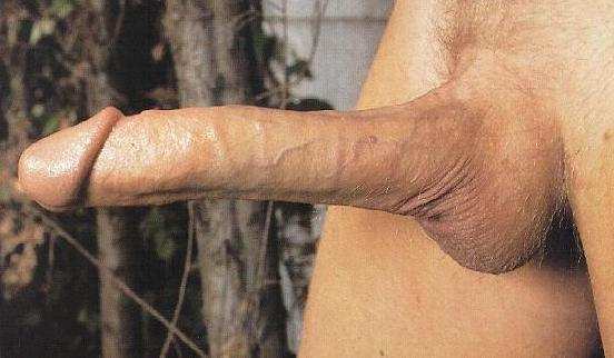 cocks20.jpg