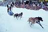 dogsled.jpg