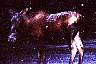moose2.jpg