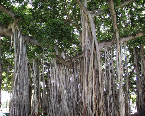 indianficus.jpg
