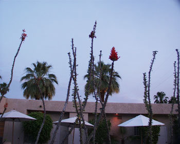 plants.jpg