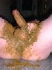 scat