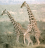 thm_MacGiraffes.gif