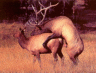 thm_b-elk.gif