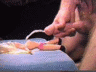 thm_b144.gif