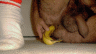 thm_banana1.gif