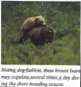 thm_bears3.gif