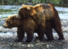 thm_bearsex1.gif