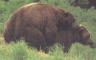 thm_bearup.gif