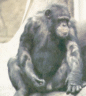 thm_chimp2.gif