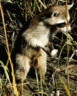 thm_coon2.gif