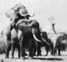 thm_elephan2.gif