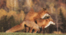 thm_foxey.gif