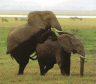 thm_fr-afric.gif