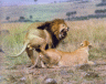 thm_lion_out.gif