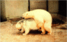 thm_mating1.gif