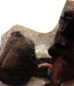 thm_monkey2-1.gif