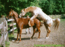 thm_mount.gif
