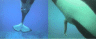 thm_orca1.gif