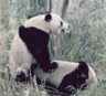 thm_panda_1.gif