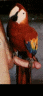 thm_parrot.gif