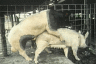 thm_pigsex2.gif