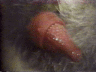 thm_tigerclose2.gif