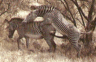 thm_zebras.gif