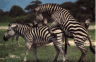 thm_zebrasex.gif