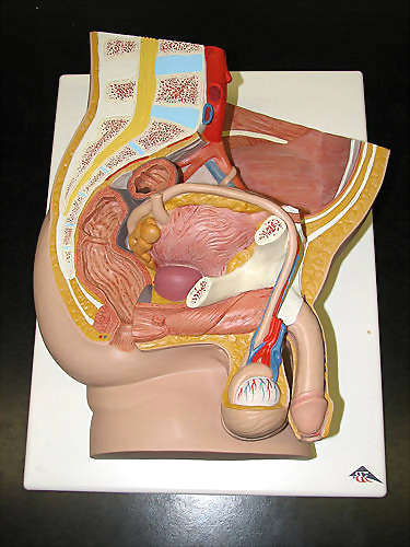 image of penis s photos