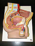 image of penis s photos